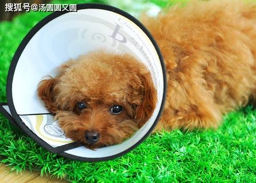 宠物狗伤口有脓血怎么办