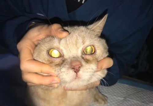 怎么给猫咪做宠物狗粮吃