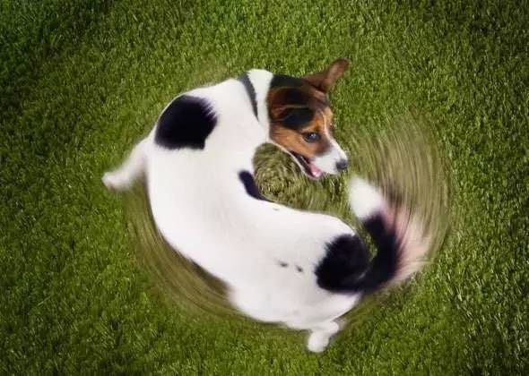 小宠物狗转圈圈怎么办
