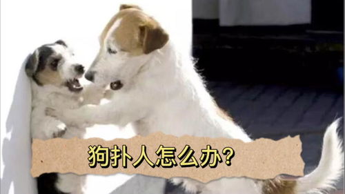 宠物狗扑人怎么处理的好