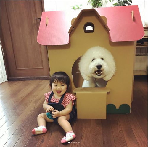 有小孩家里面养宠物狗怎么办