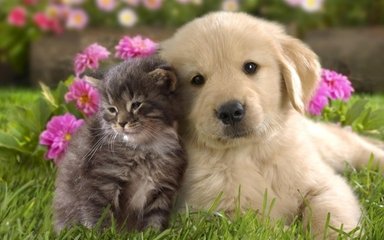 宠物狗和猫咪怎么一起养