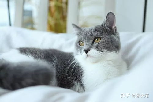 如果宠物猫丢了怎么办呢