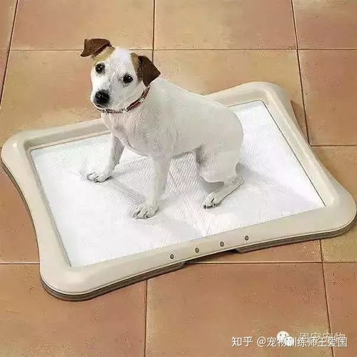 宠物狗怎么教会大小便的