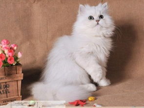 宠物猫怎么喂饭菜好一点