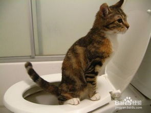 养宠物猫怎么教