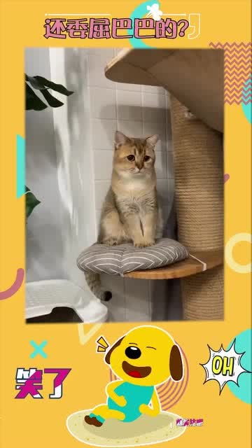 怎么才能给宠物猫喂饭