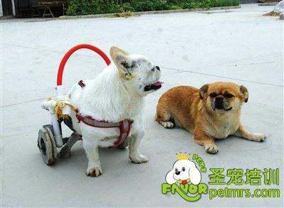 宠物狗瘫痪了怎么办啊