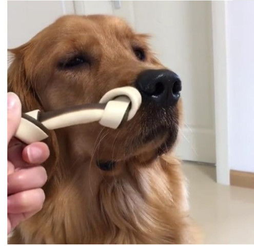 宠物狗一直咽口水怎么回事
