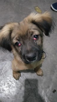 宠物狗嘴上长痘痘怎么办