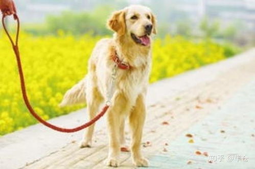 宠物狗不拴绳会怎么样吗