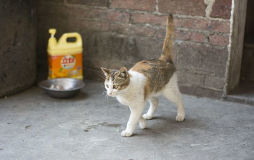 农村里怎么养宠物猫