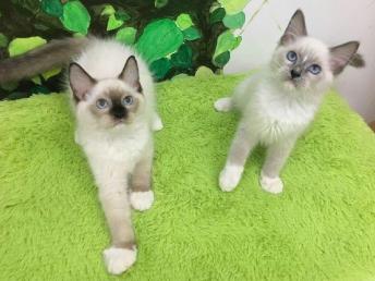 宜家卖的宠物猫怎么样啊