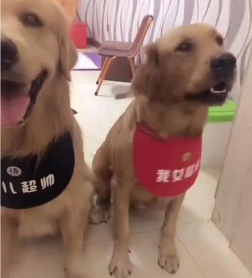 有只宠物狗怎么卖掉它呢