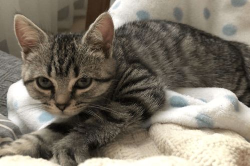 宠物猫怎么祭拜