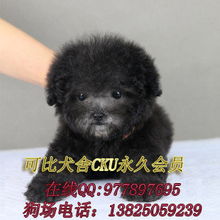 宠物狗巨贵纯黑怎么办啊