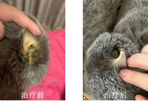宠物猫胆汁酸高怎么办啊