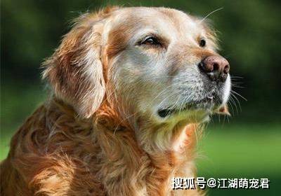 宠物狗毛发变黄怎么回事