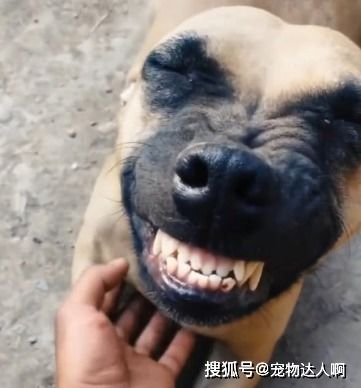 摸宠物狗下巴会怎么样吗