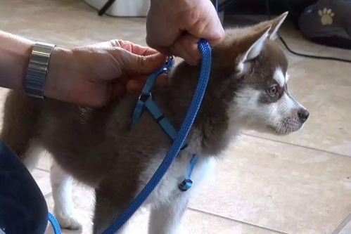 宠物狗未栓绳怎么办啊