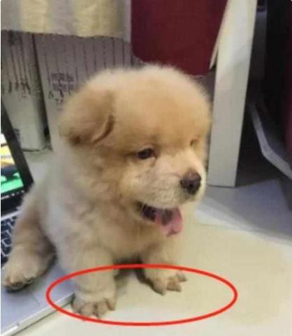 宠物狗毛太深怎么剃掉呢
