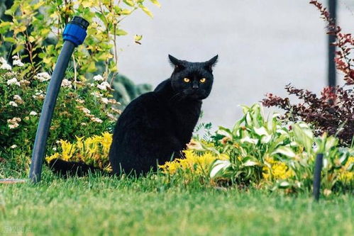 人类怎么教宠物猫的