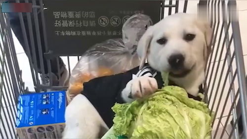 宠物狗在超市里怎么卖的