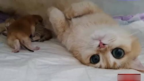 怎么让小孩照顾宠物猫