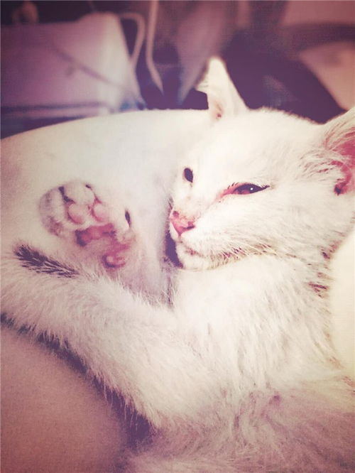 过年宠物猫怎么处理