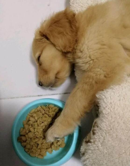 金毛喂多少钱的狗粮
