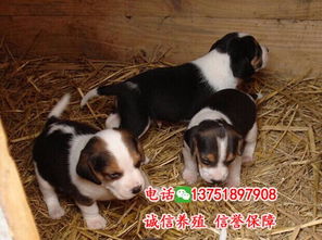 养宠物狗公母怎么选择的