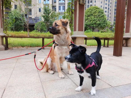 宠物狗一个人怎么养