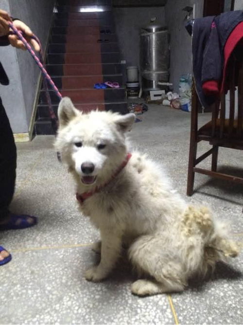 老婆开始养宠物狗怎么办