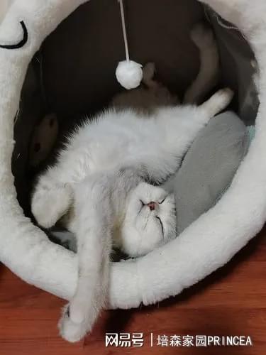 缝纫宠物猫窝怎么做的好看