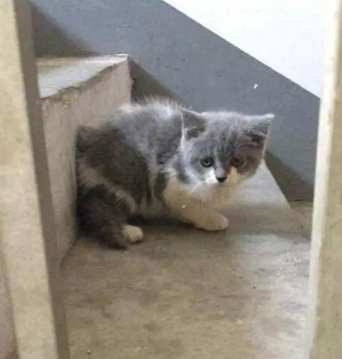怎么遇到流浪猫宠物猫狗