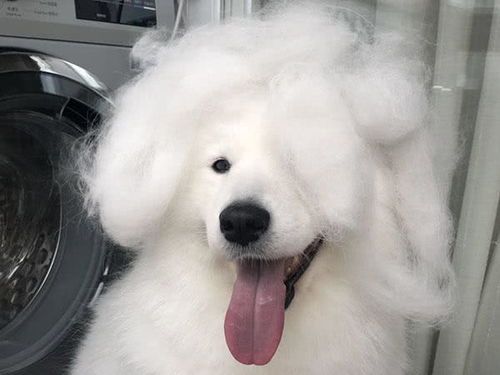 宠物狗毛发掉光怎么办啊
