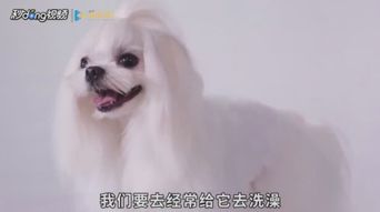 宠物狗身上有骚味怎么办