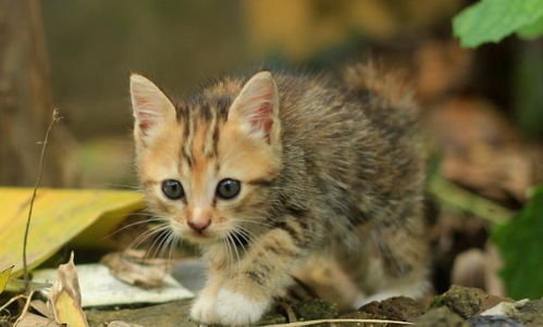 宠物猫越养越烦躁怎么办
