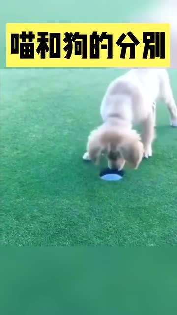 宠物猫和宠物狗怎么区分