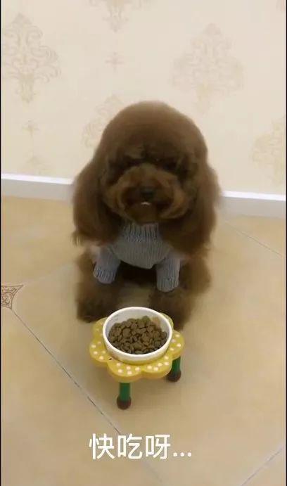 宠物狗很可恶怎么办啊