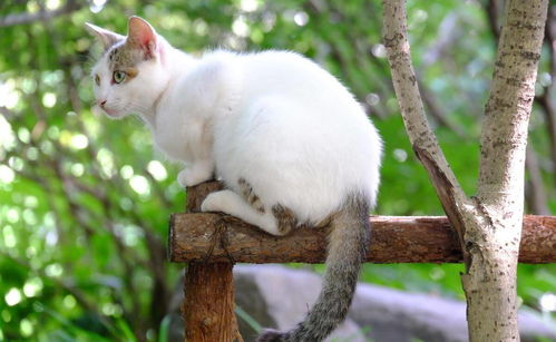 乡下怎么养宠物猫