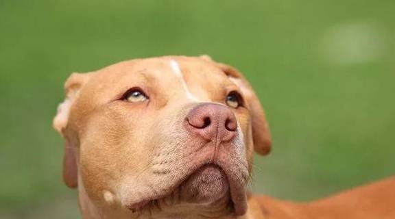 比特犬咬了宠物狗怎么办