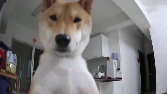 宠物狗被监控会怎么样吗