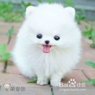 怎么给博美宠物狗洗澡教程