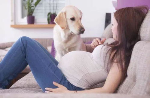婆婆炖宠物狗怎么办啊