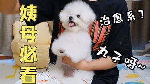 怎么给宠物狗比熊剪毛呢