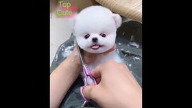 宠物狗博美剪发怎么剪的