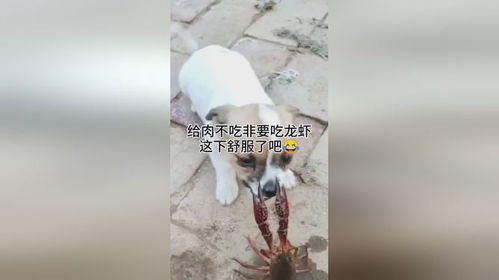 宠物狗张嘴惨叫怎么办啊