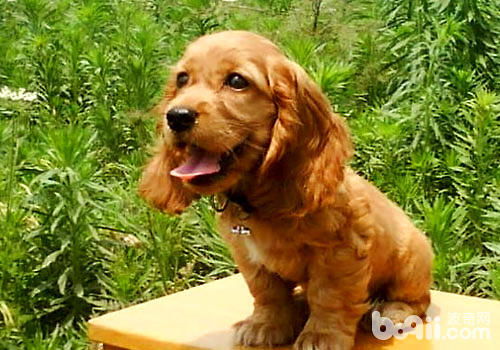 美国可卡犬多少钱一只