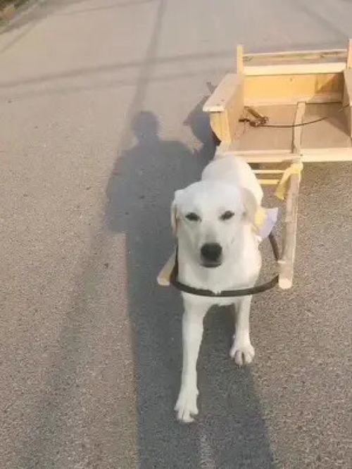 宠物狗到农村生活怎么办